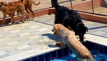 "بيطري البحر الأحمر" يحسم الجدل بشأن "فندق الكلاب" بالغردقة