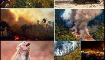 مشاهير العالم ينشرون صورًا مزيفة عن حرائق الأمازون