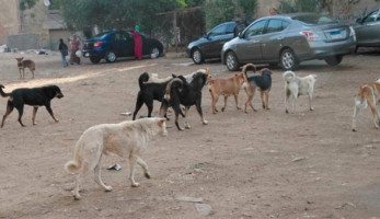 القضاء على 2063 كلبا ضالا بمحيط المدارس في الجيزة