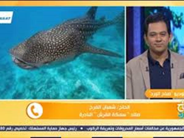 صائد سمكة القرش بهلول: بعناها بـ 1000 جنيه لتجار مجهولين (فيديو)