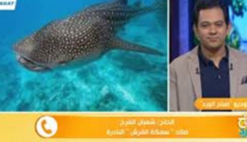 صائد سمكة القرش بهلول: بعناها بـ 1000 جنيه لتجار مجهولين (فيديو)