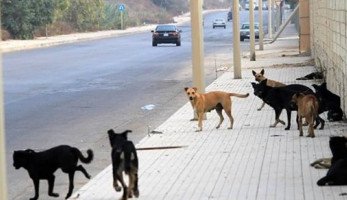صحة الإسكندرية: الكلاب الضالة تعقر 31 شخصا.. وتؤكد: الأمصال متوافرة