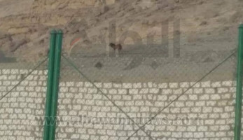 ظهور أسد مرعب بقرية المعابدة في أسيوط