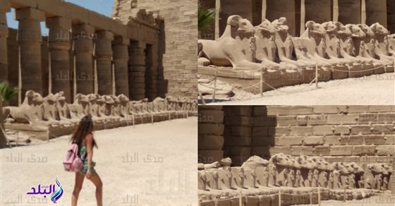 لأول مرة.. نقل 4 كباش من الأقصر إلي ميدان التحرير بالقاهرة.. صور