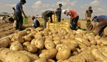 صادرات مصر الزراعية تتجاوز 5 ملايين طن.. البطاطس والموالح والبصل في المقدمة