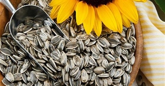 ما الذي يحدث لجسمك عند تناول اللب السوري ؟