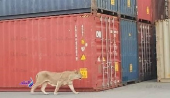 أسود تتجول بين الحاويات.. ميناء الإسكندرية يوضح الحقيقة.. صور