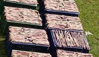 الطب البيطري يفجر مفاجأة حول قضية "القاهرة الجديدة": ليست ثعابين