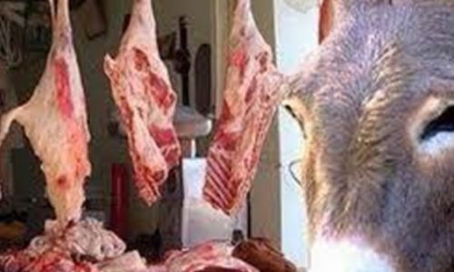 فيديو.. محاضر لمحال جزارة تبيع لحوم حمير وخيل بالمعصرة