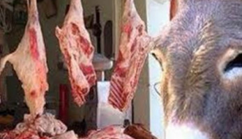 فيديو.. محاضر لمحال جزارة تبيع لحوم حمير وخيل بالمعصرة