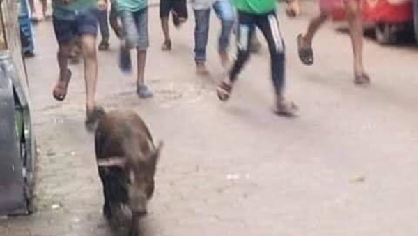 حقيقة فيديو هروب خنزير من أحد المطاعم بالأميرية