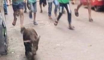 حقيقة فيديو هروب خنزير من أحد المطاعم بالأميرية