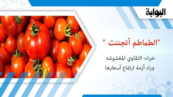"الطماطم اتجننت".. خبراء: التقاوي المغشوشة وراء أزمة ارتفاع أسعارها.. فاصل العروات سبب جنون القوطة..مصر تستورد 98% من التقاوي والبذور.. والاستيراد يهدد مستقبل الزراعات