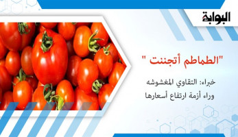 "الطماطم اتجننت".. خبراء: التقاوي المغشوشة وراء أزمة ارتفاع أسعارها.. فاصل العروات سبب جنون القوطة..مصر تستورد 98% من التقاوي والبذور.. والاستيراد يهدد مستقبل الزراعات