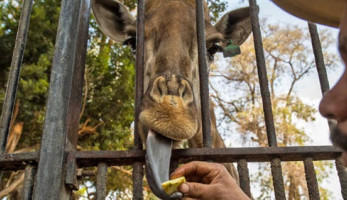 مسئول سابق بـ«الزراعة» يكشف الأمراض التى تصيب الزرافى وتسبب وفاتها