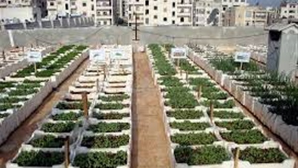 الزراعة تشكل فرق من المختصين لتشجيع المواطنين على زراعة الأسطح