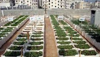 الزراعة تشكل فرق من المختصين لتشجيع المواطنين على زراعة الأسطح