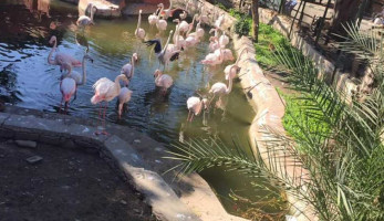 حديقة الحيوان بالإسكندرية تواجه البرودة بـ«القصب والعسل الأسود والأرز بلبن» (صور)