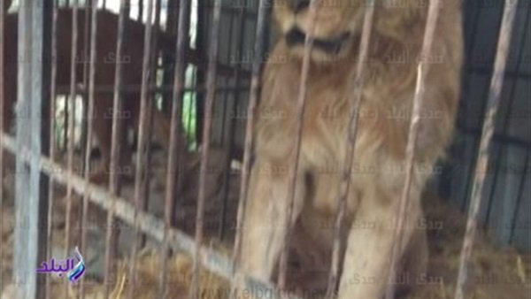 بشاروش وأسدان وتمساح.. البيئة تضبط 22 حيوانا بريا بمزرعة خاصة في الجيزة