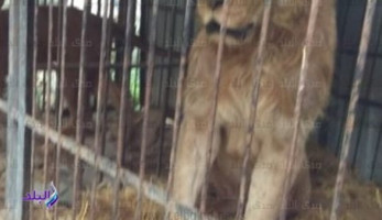 بشاروش وأسدان وتمساح.. البيئة تضبط 22 حيوانا بريا بمزرعة خاصة في الجيزة