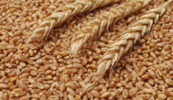 "التموين": توريد 1.4 مليون طن قمح محلي حتى الآن