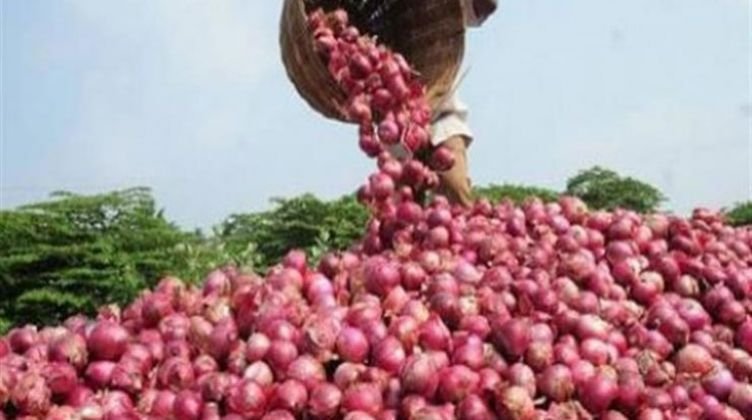 استياء بين مزارعى البصل بالدقهلية بسبب انهيار أسعار المحصول