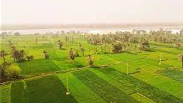 خبير نباتات: مصر تستورد 70% من تقاوي الفول البلدى
