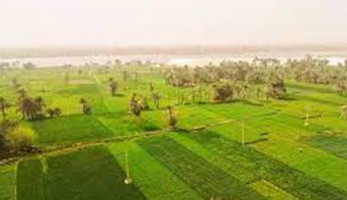 خبير نباتات: مصر تستورد 70% من تقاوي الفول البلدى
