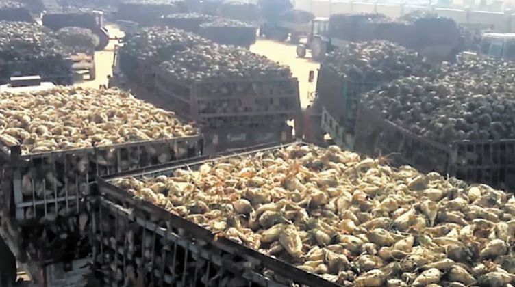 مزارعو البنجر فى المنيا يطالبون بزيادة سعر التوريد