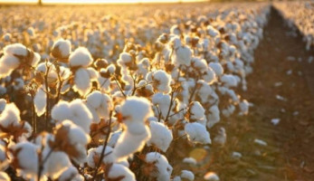 لأول مرة.. زراعة القطن في دمياط بنظم الري الحديث