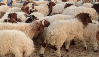 "التموين": توفير لحوم حية بسعر 65 جنيها للكيلو بالمجمعات الاستهلاكية
