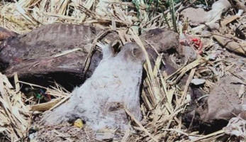 بعد التحذير بإنقراض الحمير..الفلاحين تناشد بوقف ظاهرة سلخها