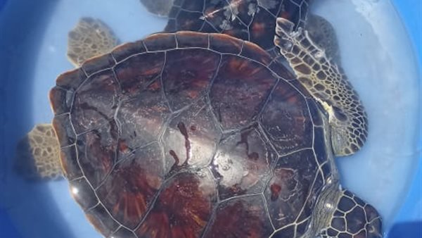 إنقاذ سلاحف بحرية مهددة بالانقراض وإعادتها لبيئتها .. صور