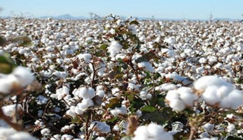 وزير قطاع الأعمال يتابع إجراءات تعميم النظام الجديد لتداول القطن بالمحافظات