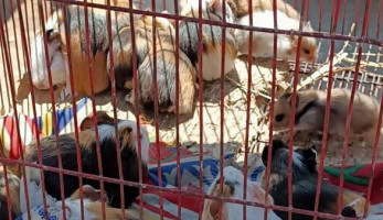 حملة مكبرة على سوق الجمعة وضبط عصافير نادرة وتسليمها لحديقة الحيوان