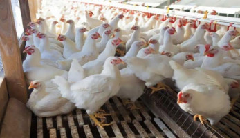 خبراء يوضحون أسباب استمرار ارتفاع أسعار الدواجن في الأسواق المحلية