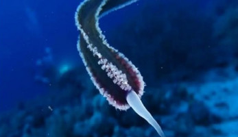 القصة الكاملة لحيوان الغردقة البحري الغامض