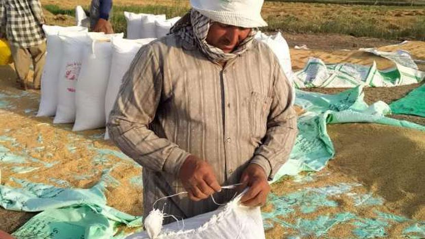 هل يتغير سعر كيلو الأرز بعد انخفاض طن «الشعير» 200 جنيه؟.. مصدر يجيب