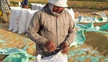 هل يتغير سعر كيلو الأرز بعد انخفاض طن «الشعير» 200 جنيه؟.. مصدر يجيب