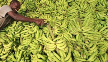 عاجل.. أول تعليق من وزارة الزراعة عن استيراد موز فاسد من الصومال