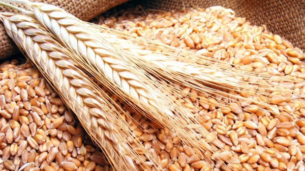 مصدر بالتموين يكشف السعر الاسترشادي لتوريد إردب القمح موسم 2022