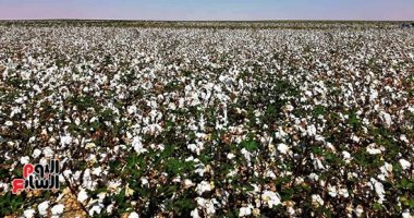 مصدر: الزراعات الجديدة للأقطان قصيرة التيلة ستكون شرق العوينات على 5 آلاف فدان