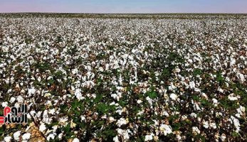 مصدر: الزراعات الجديدة للأقطان قصيرة التيلة ستكون شرق العوينات على 5 آلاف فدان