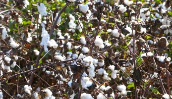 لماذا ارتفعت أسعار قطن البيما الأمريكى مقارنة بطويل التيلة المصرى؟