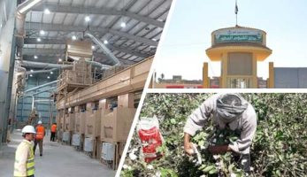 القابضة للغزل: المحالج الجديدة قادرة على استيعاب زيادة مساحة القطن المتوقعة
