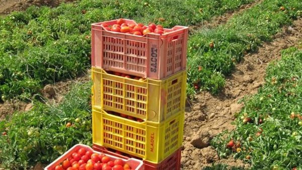 الحاصلات الزراعية: الأسعار زادت 18% بسبب جشع التجار