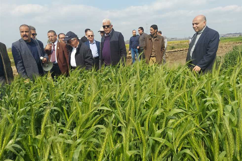 طلب إحاطة لاعتماد طفرات جديدة من القمح لتحسين إنتاجيته