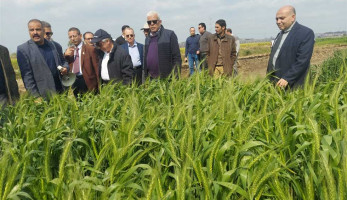 طلب إحاطة لاعتماد طفرات جديدة من القمح لتحسين إنتاجيته