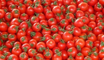 بعد توقف 12 سنة.. مركز بحوث الصحراء ينجح في زراعة الطماطم بالخارجة
