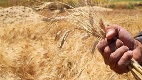 إلزام مزارعي القمح بالفيوم بتوريد 12 أردب للفدان ومنع بيع الباقي إلا بموافقة التموين